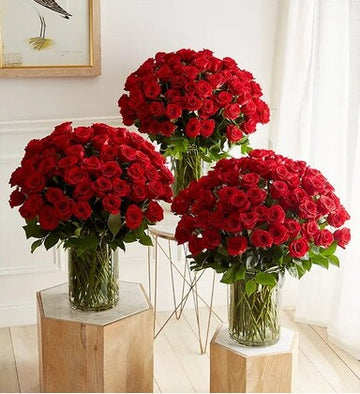 300 Red Premium Roses