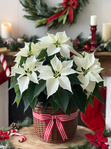 Large Elegant White Poinsettia