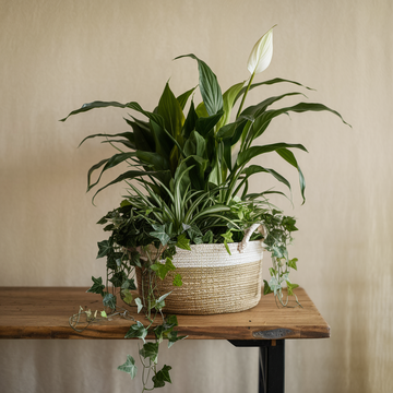 Harmony Haven Plant Basket