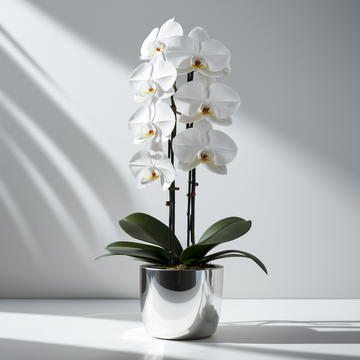 Silver Elegance Orchid