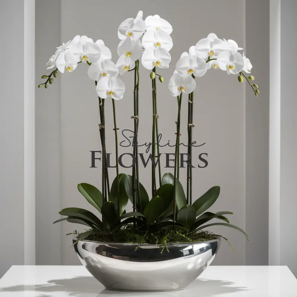 Elegant Quartet Orchid Display